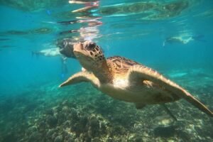 Daymaniyat Islands Snorkeling Trip